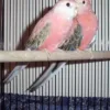 buy pink-parakeet