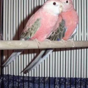 buy pink-parakeet