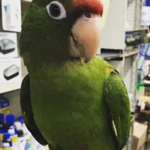 buy puerto-rican-amazon-parrot