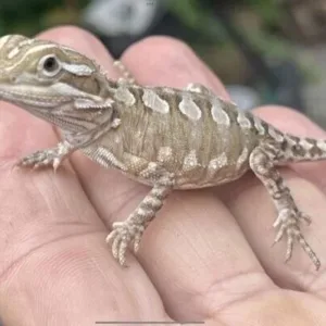 buy pygmy-bearded-dragon