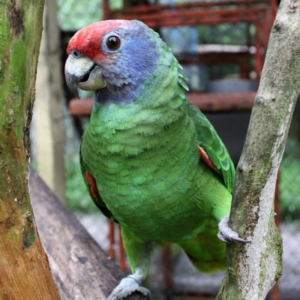 buy red-tailed-amazon-parrot