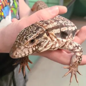 buy red tegu