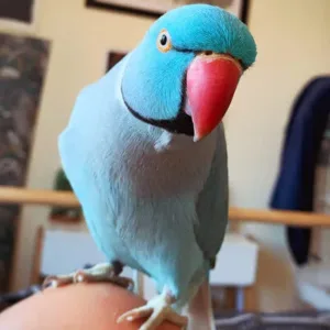 buy ringneck-parakeet