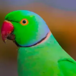 buy rose-ringed-parakeet