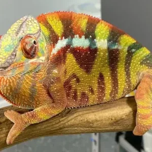 buy sambava panther chameleon