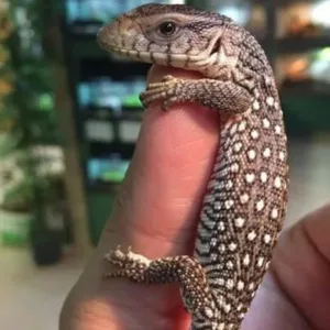 buy savannah-monitor