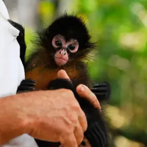 male spider monkeys for sale