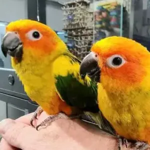 buy sun-conure