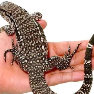 buy super blue tegu