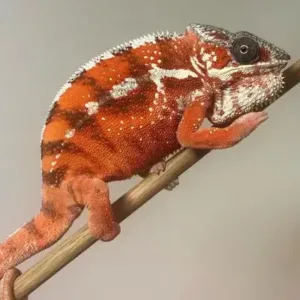 buy tamatave panther chameleon