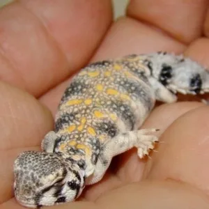 buy thomasi uromastyx