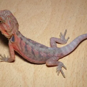 buy translucent-bearded-dragon