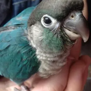 buy turquoise-green-cheek-parrot