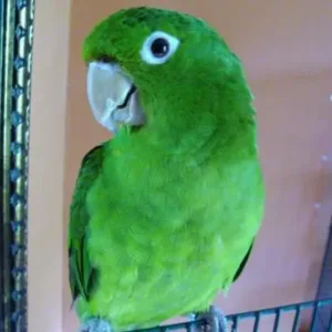 buy white-eyed-conure