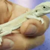 buy witblits-bearded-dragon