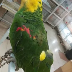 buy yellow-headed-amazon-parrot