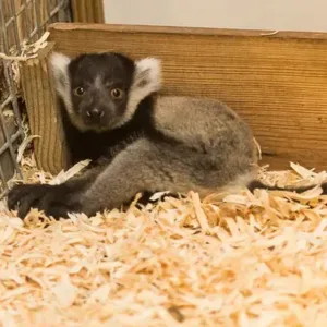 buy young black and white ruffed lemur