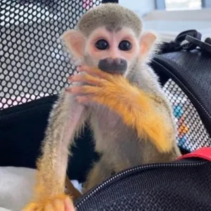 buy young squirrel monkey