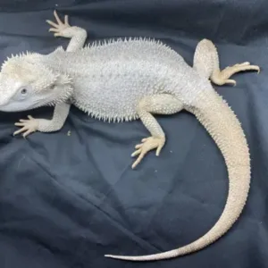 buy zero-bearded-dragon